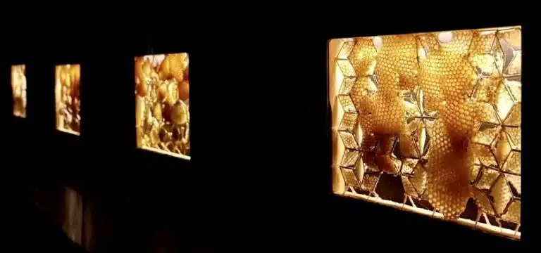 Magdalena Komar and the bees