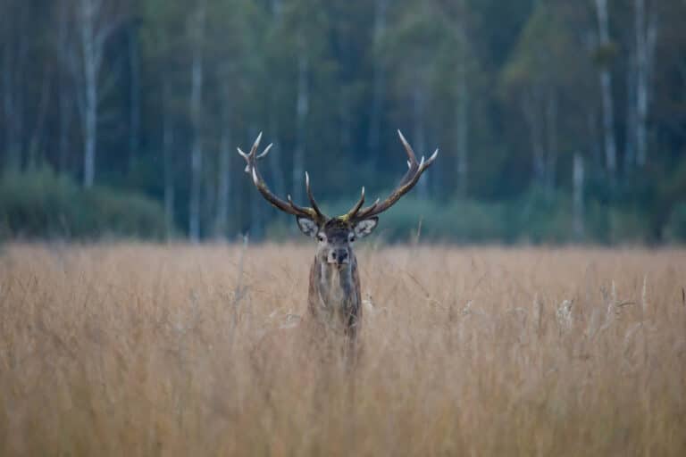 PGE supports 11 national parks across Poland