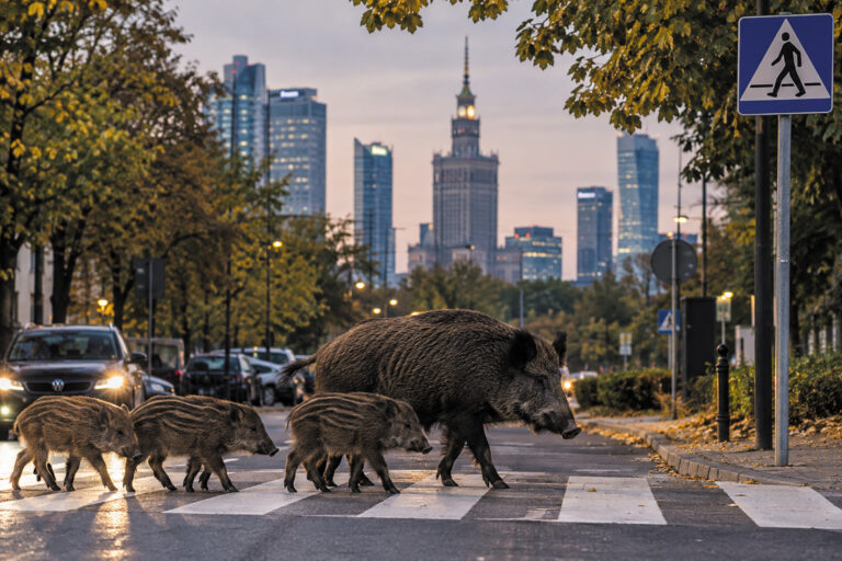 Never a Boaring Moment in Warsaw